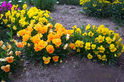 violas1.jpg