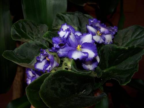 viole.JPG