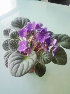 Viole.jpg