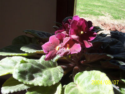 violeta-africana-internet.jpg