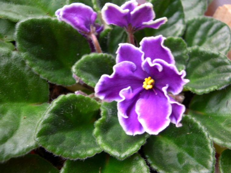 violeta-africana.jpg