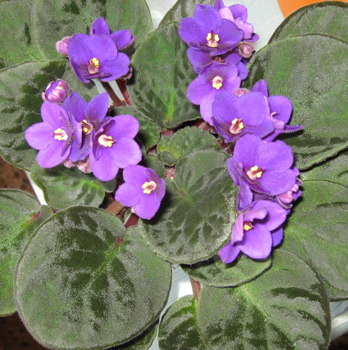 violeta africana.JPG