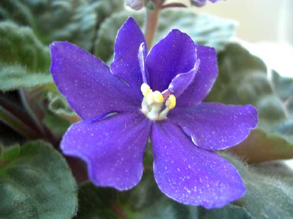 violeta-azul.jpg