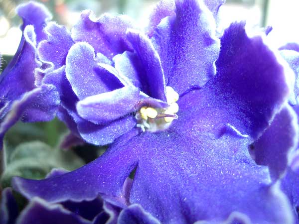Violeta.jpg