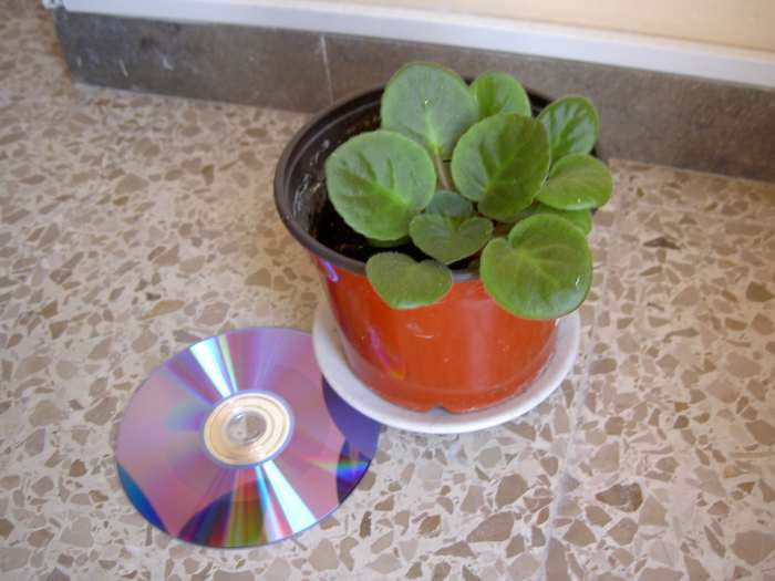violeta.jpg