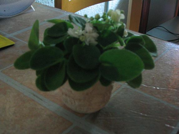 Violeta mini blanca 2.JPG