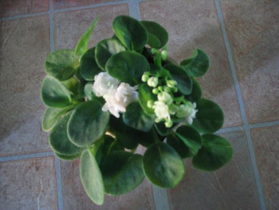 Violeta mini blanca.JPG