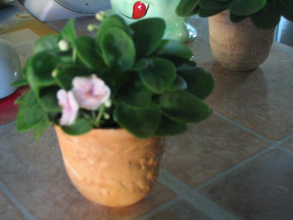 Violeta mini rosa.JPG