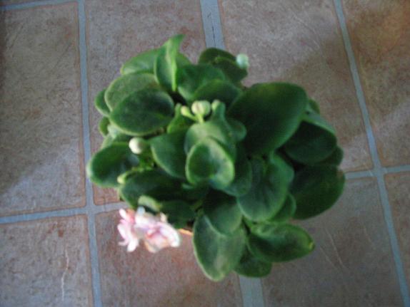 Violeta mini rosa1.JPG