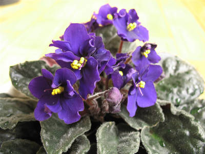 violeta2.jpg