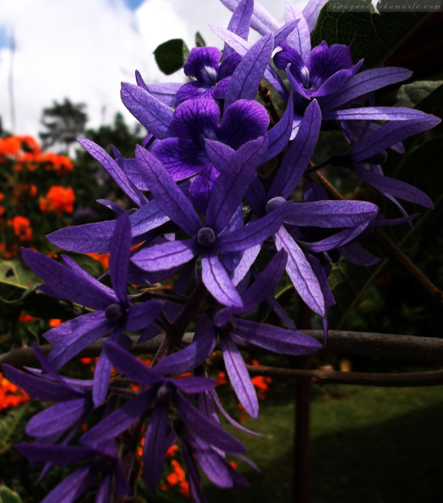 violeta3.JPG