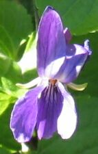 violeta_2.jpg
