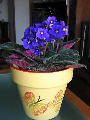 Violeta_africana2.JPG