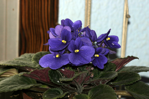 violeta_cochinilla.jpg