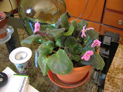 violeta_mar_07.jpg