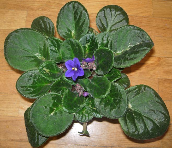 VioletaAfriAzul01.JPG