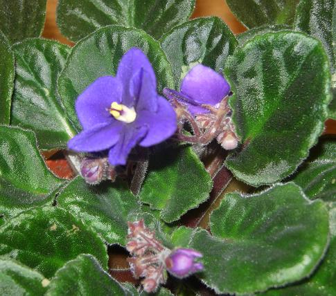 VioletaAfriAzul02.JPG