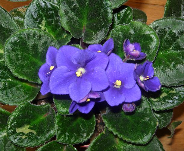 VioletaAfriAzul03.JPG