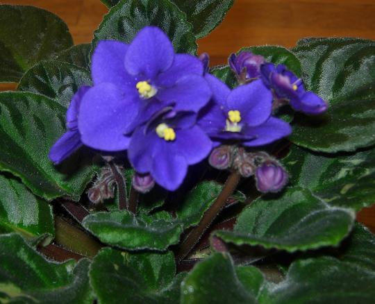 VioletaAfriAzul04.JPG