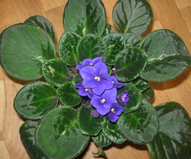 VioletaAfriAzul05.JPG
