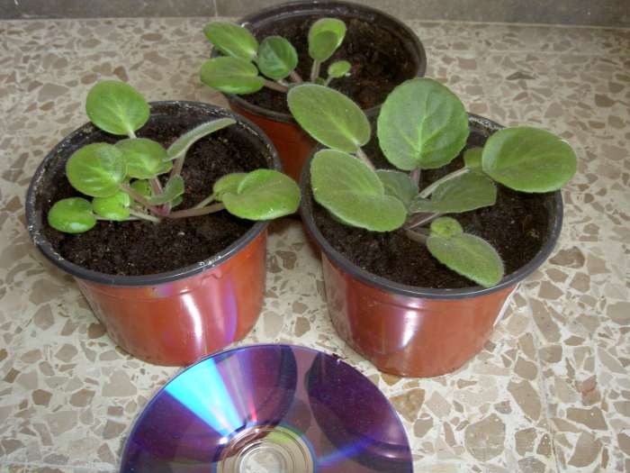 violetaafricana.jpg