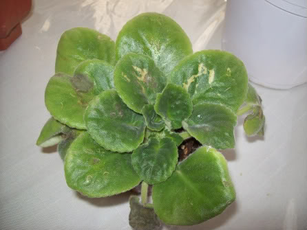 violetaafricana001-1.jpg