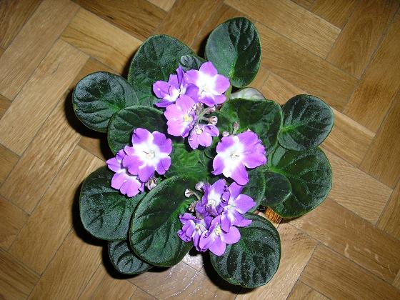 VioletaAfricana01.JPG