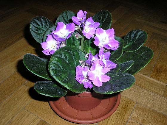 VioletaAfricana02.JPG