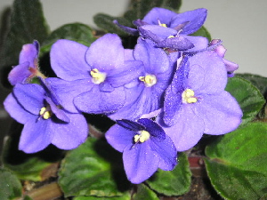 VioletaAfricana3.jpg