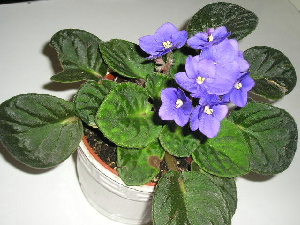 VioletaAfricana4.jpg