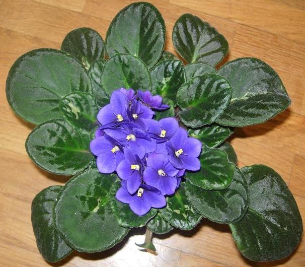 VioletaAfricAzul01.JPG