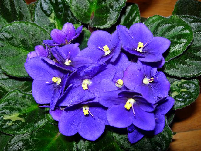 VioletaAfricAzul02.JPG