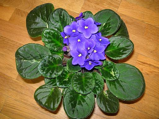 VioletaAfricAzul03.JPG