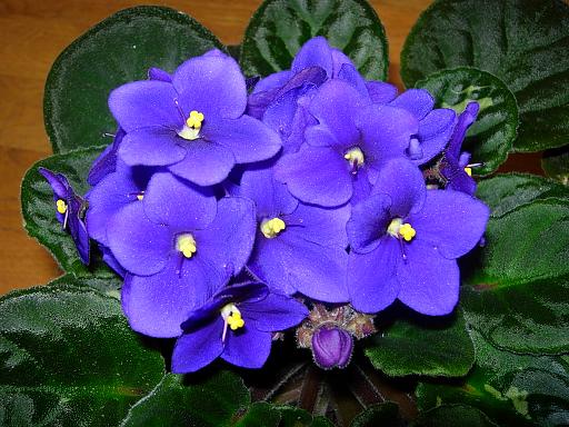 VioletaAfricAzul04.JPG
