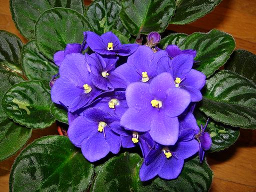 VioletaAfricAzul05.JPG
