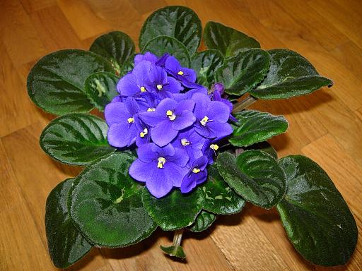 VioletaAfricAzul06.JPG