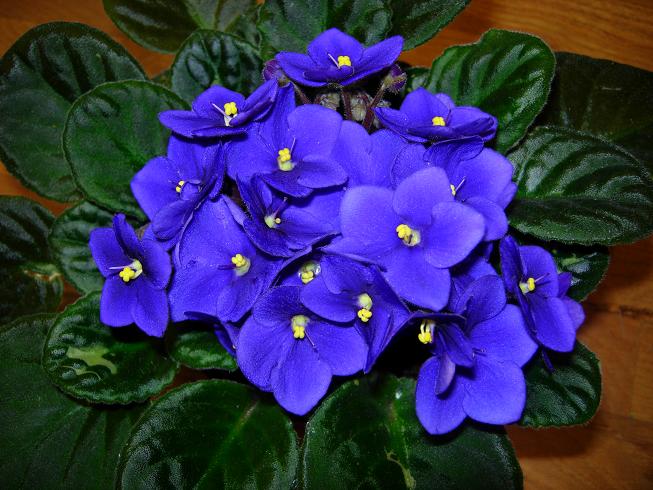 VioletaAfricAzul08.JPG