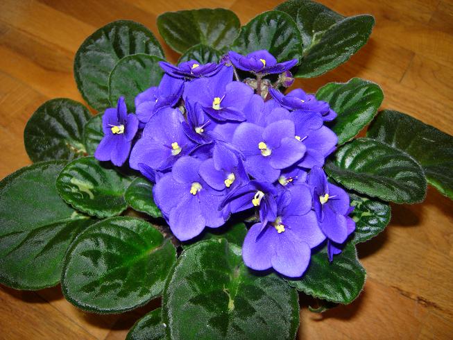 VioletaAfricAzul09.JPG
