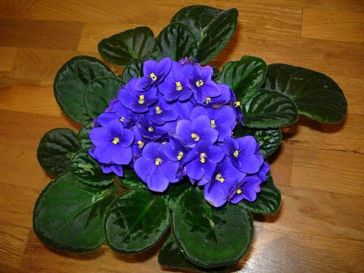 VioletaAfricAzul10.JPG