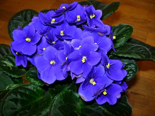 VioletaAfricAzul11.JPG