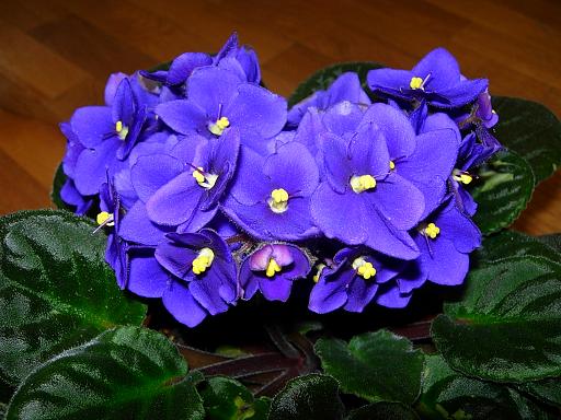 VioletaAfricAzul12.JPG
