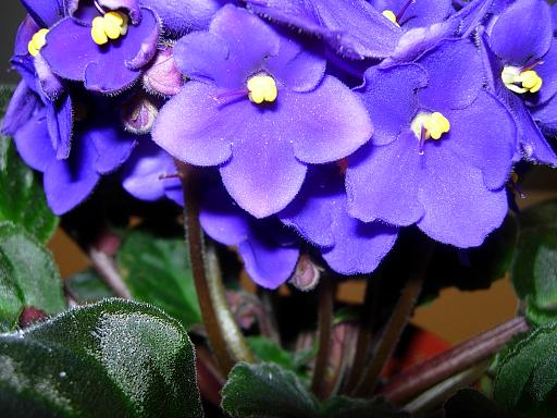 VioletaAfricAzul13.JPG