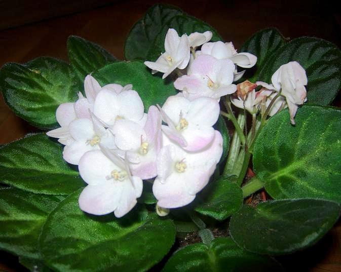 VioletaAfricBlanc03.JPG