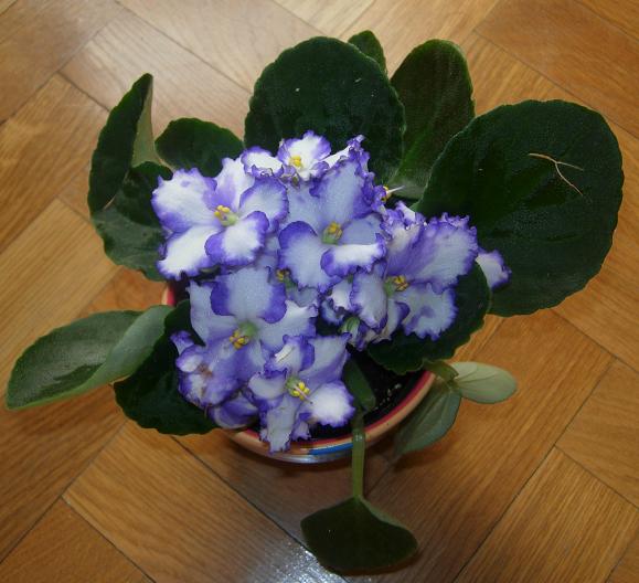 VioletaAfricBlancViol01.JPG