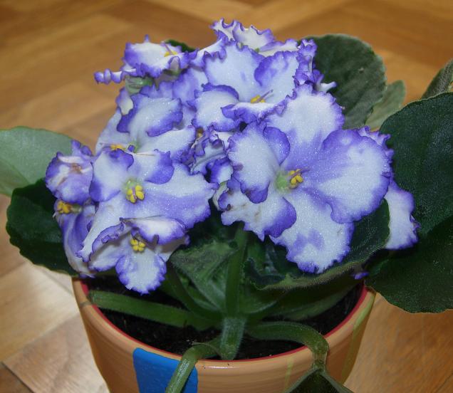VioletaAfricBlancViol02.JPG