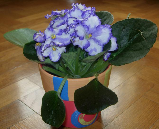 VioletaAfricBlancViol03.JPG