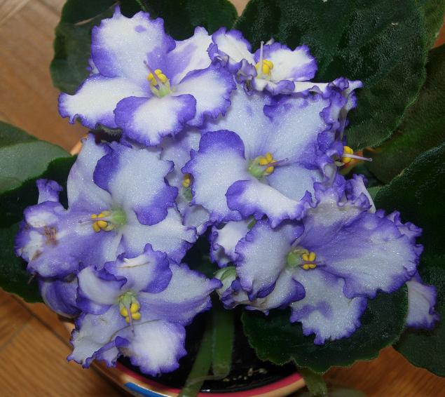 VioletaAfricBlancViol04.JPG