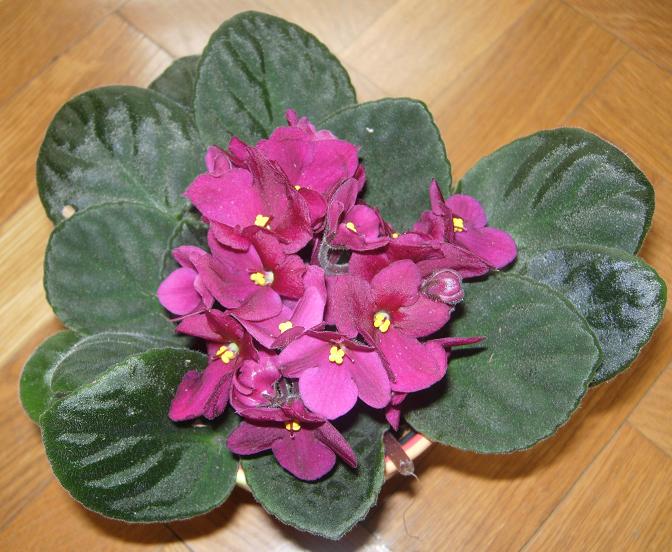 VioletaAfricGran01.JPG