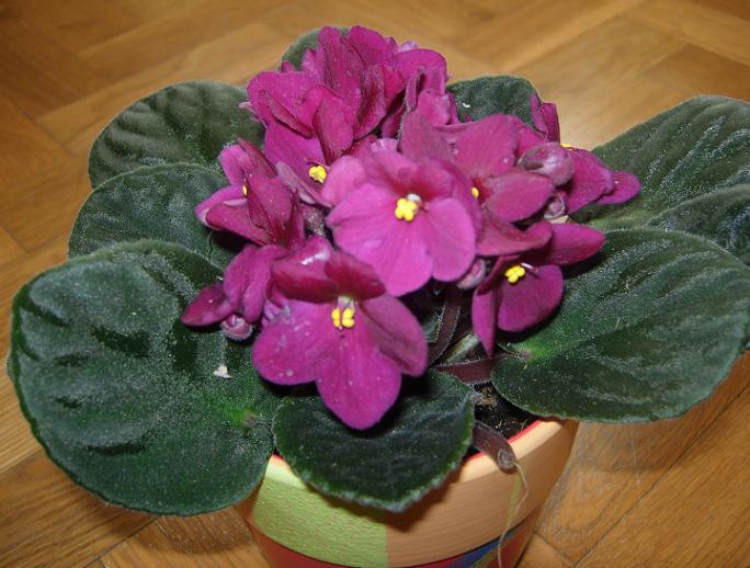 VioletaAfricGran02.JPG