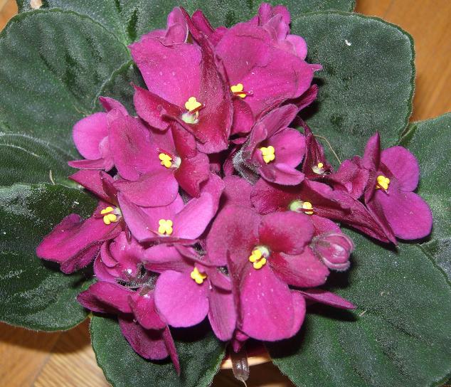 VioletaAfricGran04.JPG